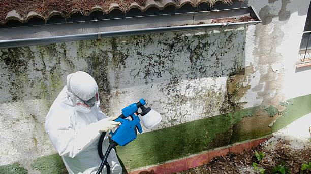 Trusted Commercial Mold Remediation service in Dimondale, MI - Cheap Mold Removal